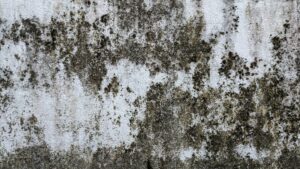 Got Fungal Growth!?